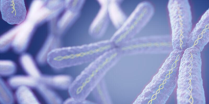 Zespół łamliwego chromosomu X - objawy, diagnostyka. Na zdjęciu widok chromosomów pod mikroskopem.