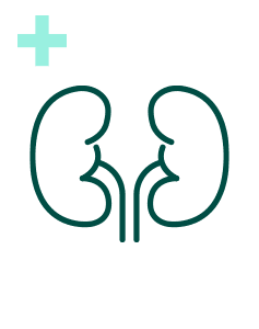 Pakiet Sprawdzam - Nerki Plus