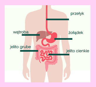 układ pokarmowy człowieka: przełyk, wątroba, żołądek, jelito cienkie, jelito grube